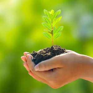 a person holding a plant